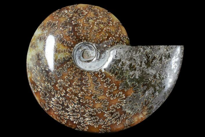 Bargain, Polished Ammonite (Cleoniceras) Fossil - Madagascar #166378